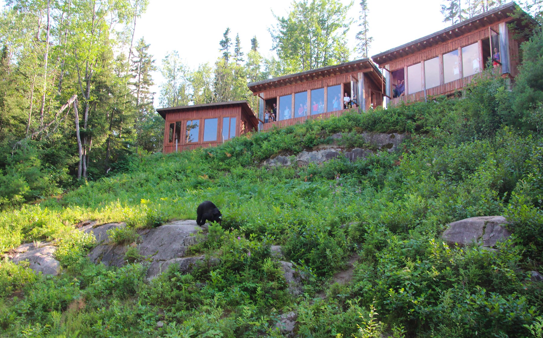 L'ours noir et son habitat - Okwari Le Fjord