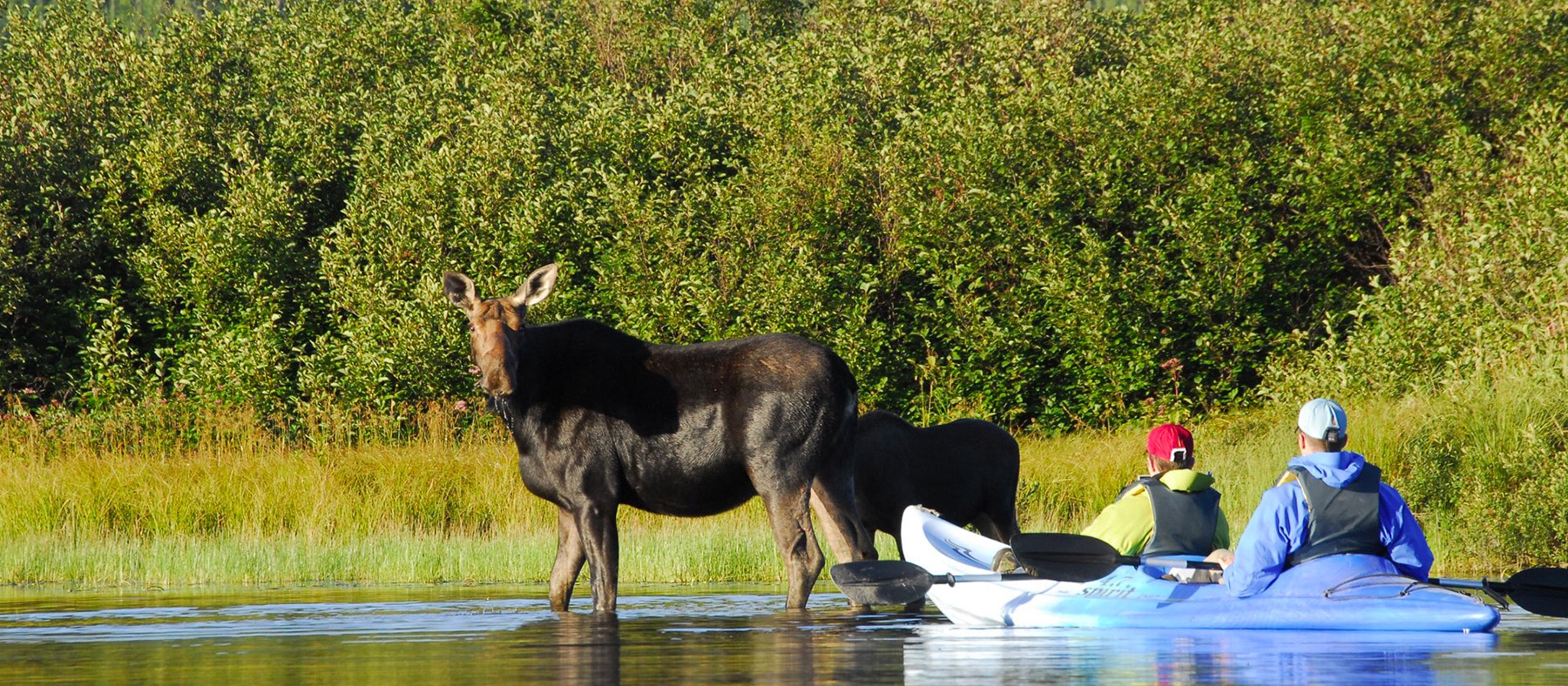 animaux rencontre quebec