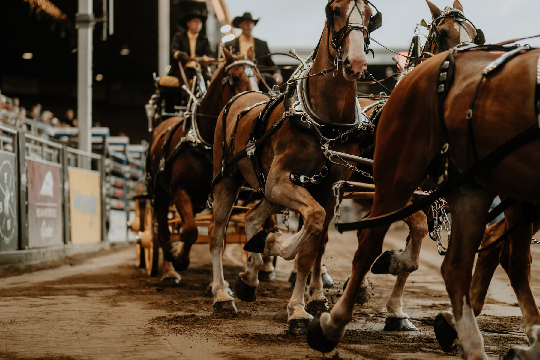 Festival Western de StTite 2024 presque tout sur la grande fête des cowboys ! Québec le Mag