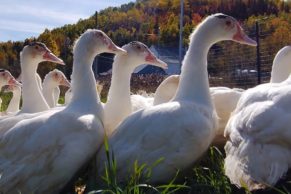 Canards - Ferme Ambrosia