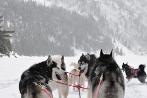 Chien de traineau Québec - Entre Chien et Loup (Saguenay-Lac-Saint-Jean)