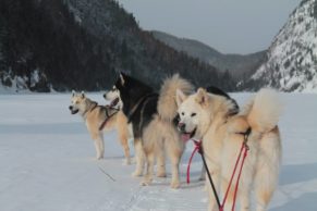 Chien de traineau Québec - Entre Chien et Loup (Saguenay-Lac-Saint-Jean)