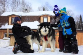 Chien de traineau Québec - Entre Chien et Loup (Saguenay-Lac-Saint-Jean)