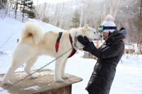 Chien de traineau Québec - Entre Chien et Loup (Saguenay-Lac-Saint-Jean)