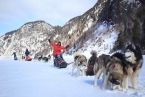 Chien de traineau Québec - Entre Chien et Loup (Saguenay-Lac-Saint-Jean)