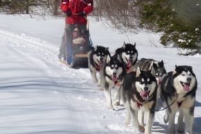 Chien de traineau Québec - Entre Chien et Loup (Saguenay-Lac-Saint-Jean)