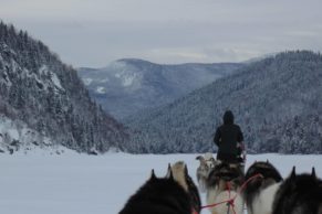 Chien de traineau Québec - Entre Chien et Loup (Saguenay-Lac-Saint-Jean)