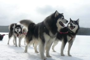 Chien de traineau Québec - Entre Chien et Loup (Saguenay-Lac-Saint-Jean)