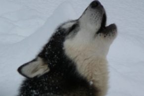 Chien de traineau Québec - Entre Chien et Loup (Saguenay-Lac-Saint-Jean)