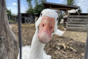 Ferme Forget (Laval Québec)