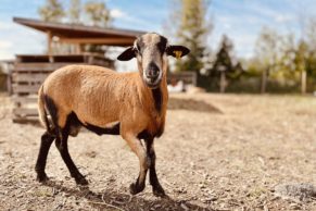 Ferme Forget (Laval Québec)