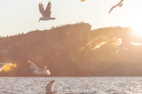 Auberge Griffon Aventure (Gaspésie)