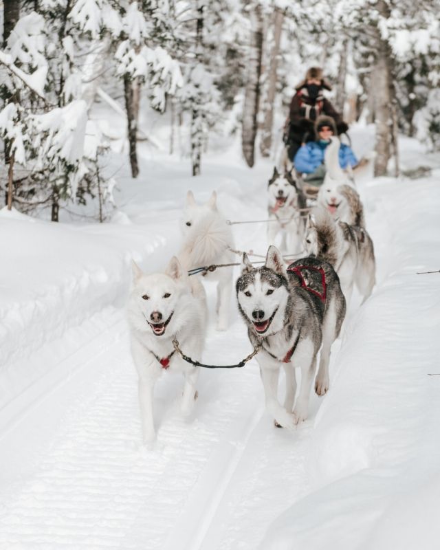 @bonjournature.ca regroupe des acteurs touristiques de la région de Lanaudière afin de concevoir des séjours et excursions dans un cadre 100% nature et humain.
Motoneige, traîneau à chien, ski, spa...tout est inclus, même le transport depuis Montréal ! Réservez votre séjour dès maintenant ! #lienenbio
.
.
.
#quebeclemag #quebec #qc #explorequebec #lemeilleurducanada #traineauachiens #bonjournature #lanaudière