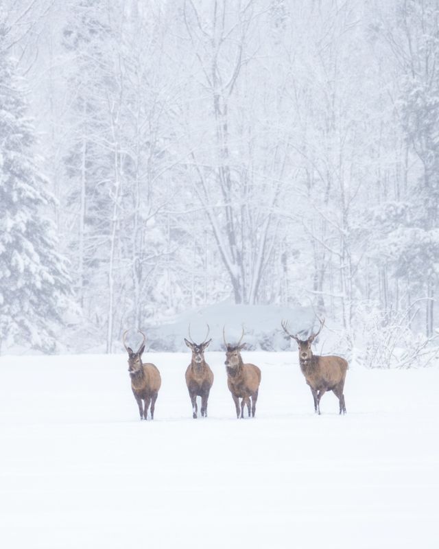 Dans le cadre de notre grand jeu concours hivernal, le @parcomega vous offre 2 billets pour une journée incroyable. 

Vous aurez la chance d’observer et apprécier la nature canadienne de manière grandiose avec ses 900 hectares de nature préservée, habités par plus de 400 animaux sauvages. Le parc recouvert de neige scintillante et ses animaux revêtus de leurs manteaux d’hiver enrichissent la magie de cette expérience unique.

Un moment mémorable à vivre à deux… si vous êtes l’heureux gagnant ! ❤
.
.
#quebeclemag #quebec #qc #quebeclessentiel #parcomega #outaouais #outaouaisfun #explorequebec #hiver #hiverquebecois #lemeilleurducanada #animals #animallovers